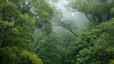 Rainforest canopy.