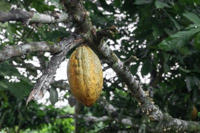  A cacao pod hangs from the branch of a cacao tree.