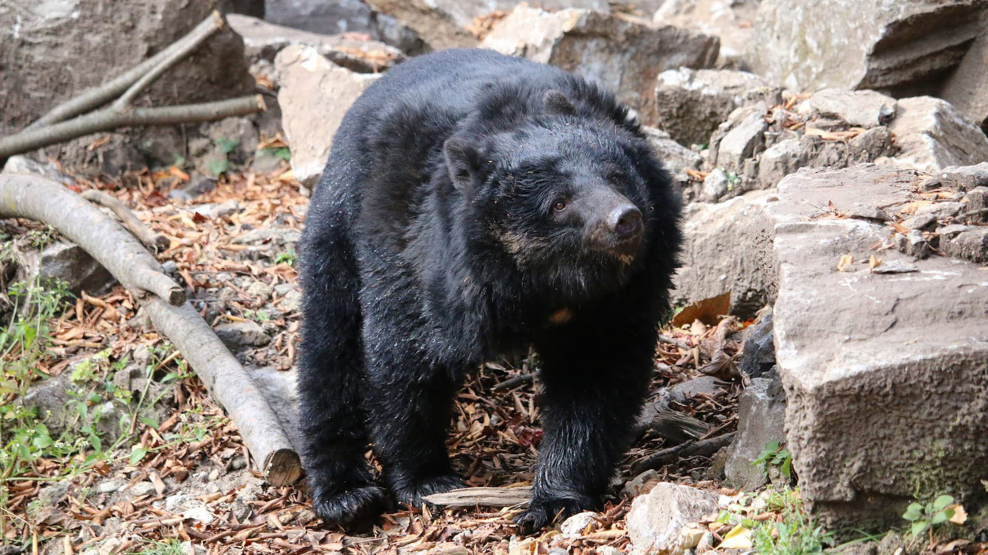 An Asian black bear in a forest standing next to a pile of rocks.