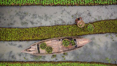 Floating Vegetable Farming