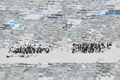 Penguins on ice platform at sea