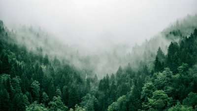 treetops in clouds