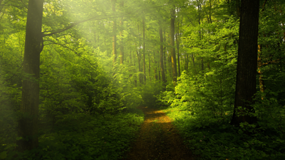 Unpaved path going through a sunlit, lush and green forest.