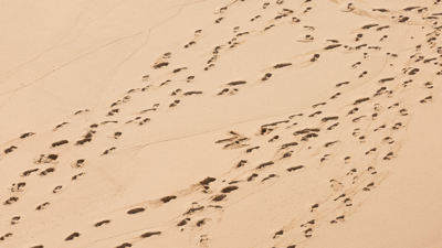 Footprints in sand