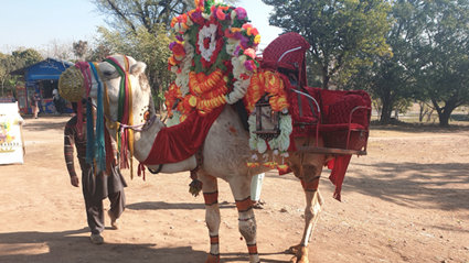 A camel wearing colourful floral decoration and scarves, with a seat on the back so people can ride it.
