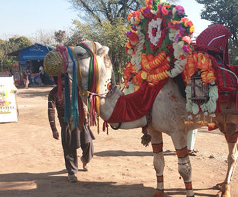 A camel wearing colourful floral decoration and scarves, with a seat on the back so people can ride it.