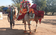 A camel decorated in colourful floral decoration and scarves, with a seat on the back so people can ride it in style