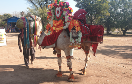 A camel decorated in colourful floral decoration and scarves, with a seat on the back so people can ride it in style