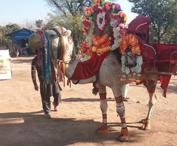 A camel decorated in colourful floral decoration and scarves, with a seat on the back so people can ride it in style