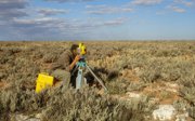 A man surveying the ground in a desert plain which is covered with low vegetation.