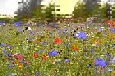 A meadow full of blue and red wild flowers
