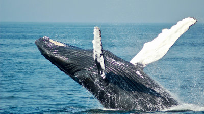 A humpback whale breaches out of the water, creating a big splash.