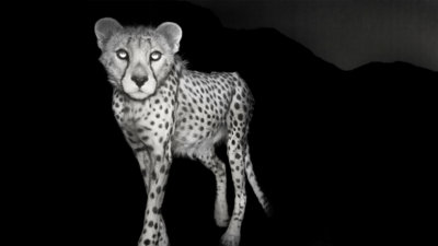 Asiatic cheetah, one of the rarest mammals on earth, photographed at night.
