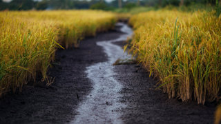 Figure 4: Rice crop.