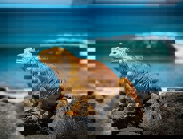 Yellow iguana on rocks during the day