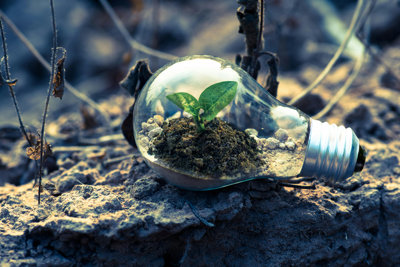 A lightbulb containing soil and a small plant