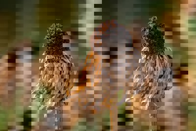 A dried flower