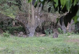 A plantation ruin
