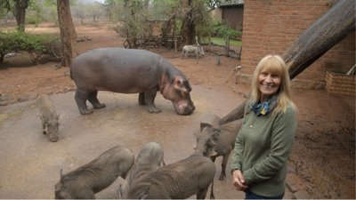 Person amongst a hippo and warthogs.
