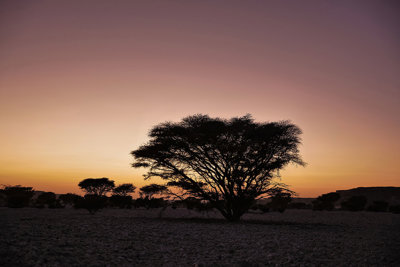 Trees on sunset sky background