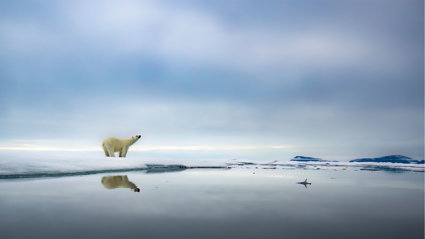 A lone polar bear standing on a ice sheet in a desolate arctic landscape.