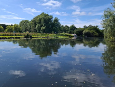A large pond surrounded by grass and trees on a Summer's day.