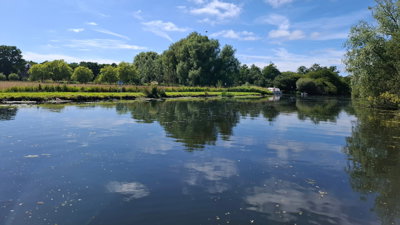 A large pond surrounded by grass and trees on a Summer's day.