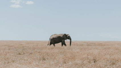 A lone elephant walking across a dry, brown field.
