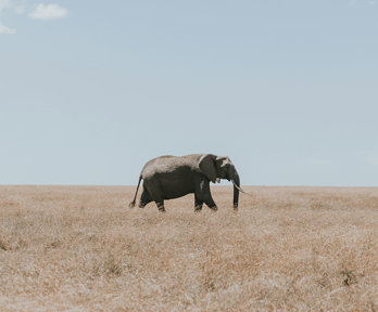 A lone elephant walking across a dry, brown field.