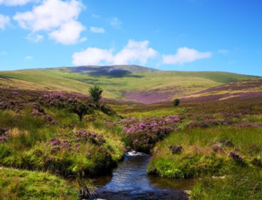 Green slopping hills with purple heather and a stream.