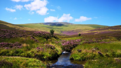 Green slopping hills with purple heather and a stream. 