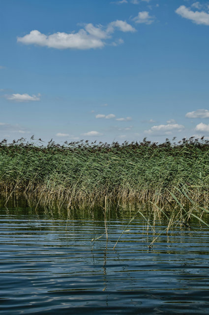 Reed beds with still water and blue sky