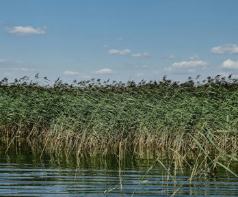 Reed beds with still water and blue sky