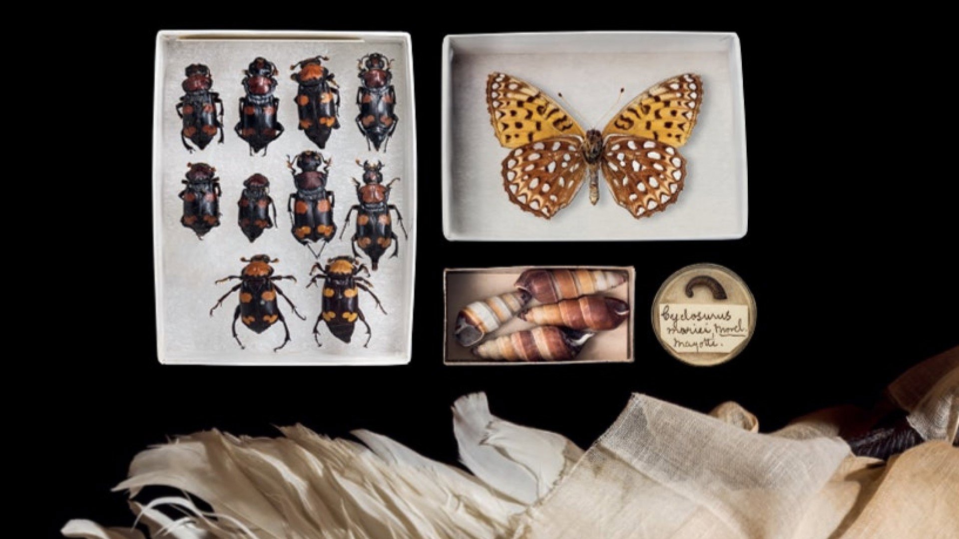 Our fragile relationship with life on Earth | RGS