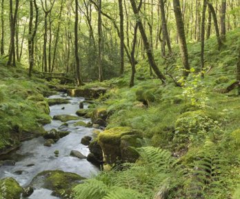 A stream in Dartmoor National Park.