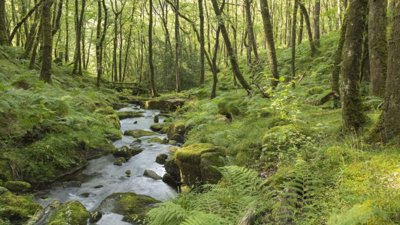 A stream in Dartmoor National Park.