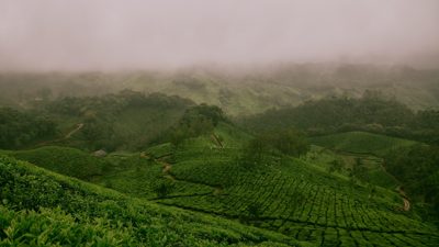 Tea plantation