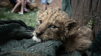 Lion cub on a blanket with a family playing with cubs behind at a breeding facility, Boskoppie, South Africa.