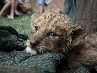 Lion cub on a blanket with a family playing with cubs behind at a breeding facility, Boskoppie, South Africa.
