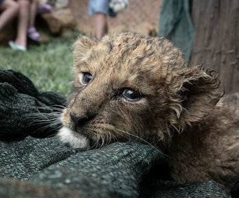 Lion cub on a blanket with a family playing with cubs behind at a breeding facility, Boskoppie, South Africa.