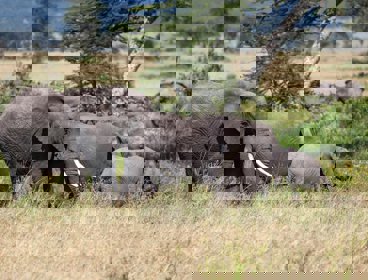Group of African elephants in the wild