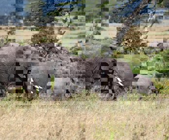 Group of African elephants in the wild