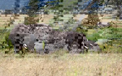 Group of African elephants in the wild