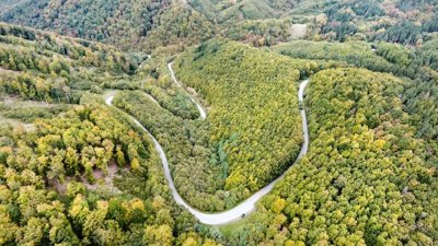 A forest and meandering river from above.