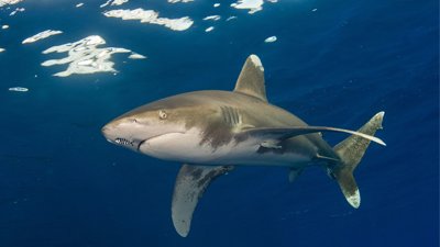 Shark swimming in ocean.