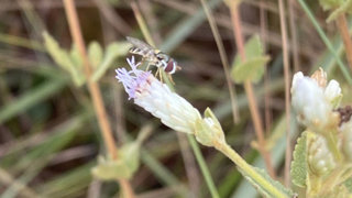 Hoverfly perched on a small purple and white flower within grassy vegetation.