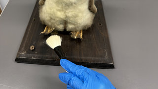 Conservationist wearing a blue glove using a brush to clean the feet of a taxidermy penguin.
