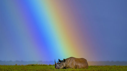 A rhinoceros laying on a grassy plain under a rainbow and blue sky.