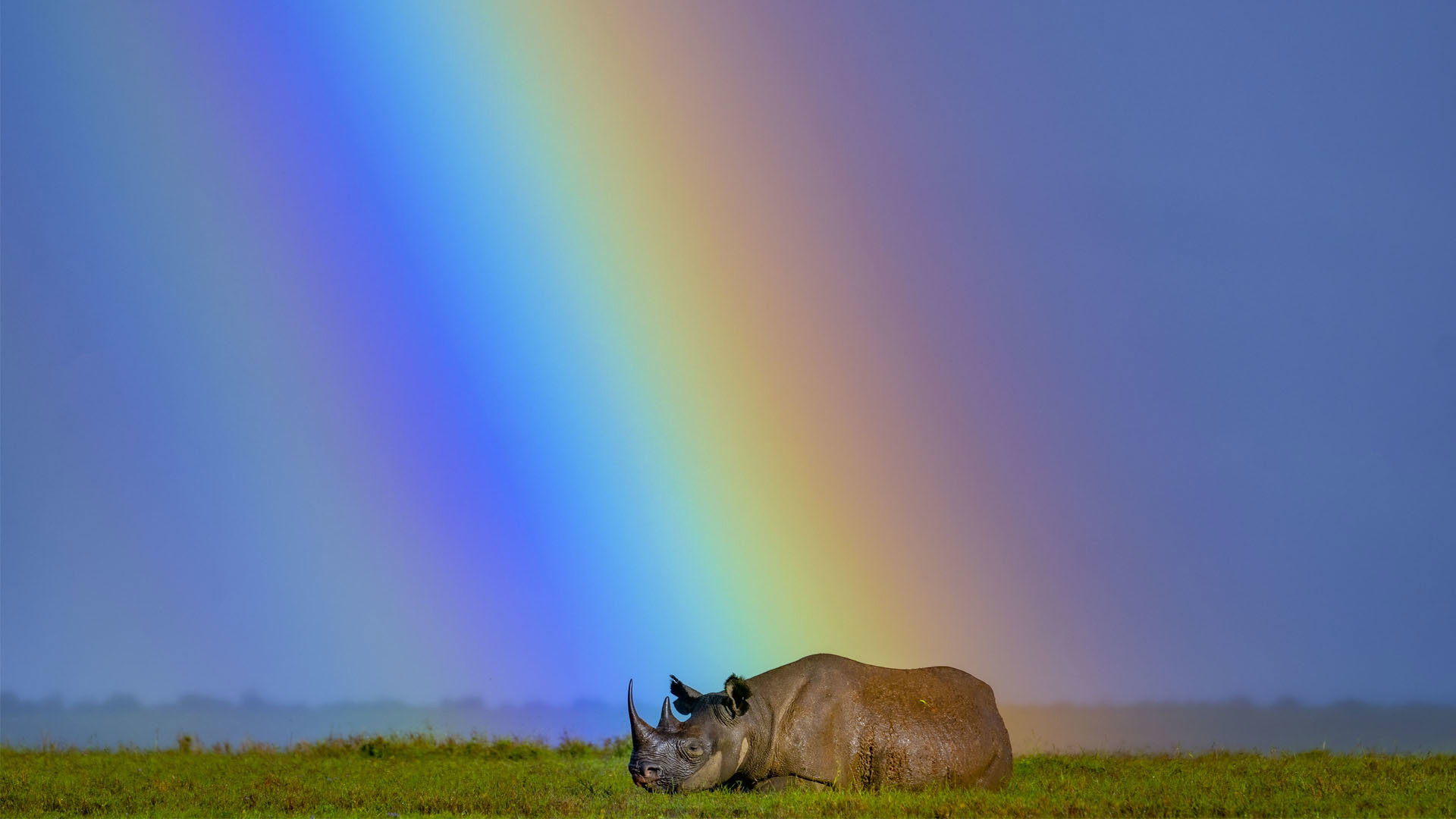 A rhinoceros laying on a grassy plain under a rainbow and blue sky.
