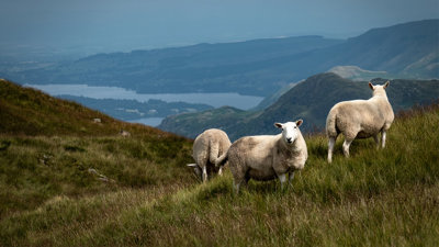 Three sheep on a hill overlooking the Lake District, UK, eating grass.
